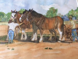 Shire Horses Ploughing a field