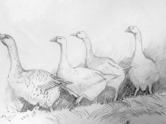 Nan Shepherd's 'Wild Geese' by Sue Batty
